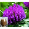 Red Clover Extract 20% Isoflavones 1