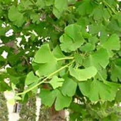 Ginkgo Biloba Extract 