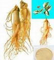 Ginseng Root Extract