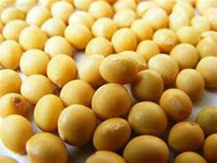 Soy bean Extract 40% Isoflavines 