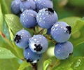 Bilberry Extract 25% Anthocyanidins