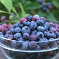 Blueberry Extract Juice 65 Brix   1