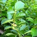 Gymnema Silvestre plant Extract