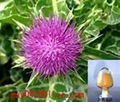 Milk Thistle Extract