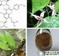 Scutellaria baicalensis Extract 1