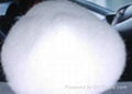 Refined Icumsa 45 Beet Sugar