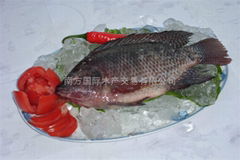 Tilapia WR