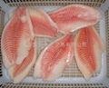 Frozen Tilapia Fillet 4