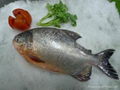 冷凍紅鯧魚