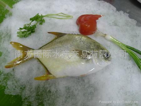 原條凍金鯧魚
