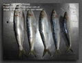 Sardine 1