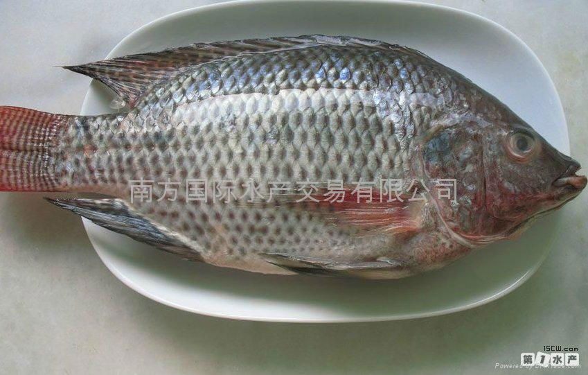 Frozen Tilapia Gutted and Scaled 5
