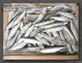 Sardine 3