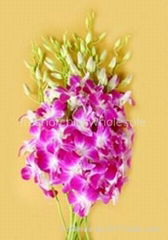 Fresh orchids cut flower :Dendrobium Red Sonia