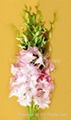 Fresh orchids cut flower : juri peach 1