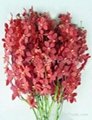 Fresh cut orchids flower wholesale, Mokara red
