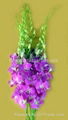 Fresh cut orchids flower wholesale,