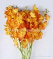 Fresh cut orchids flower wholesale, Mokara new orange 1