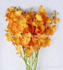 Fresh cut orchids flower wholesale, Mokara new orange