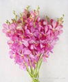 Fresh cut orchids flower wholesale, Mokara jub kuan 1