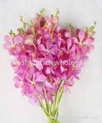 Fresh cut orchids flower wholesale, Mokara jub kuan