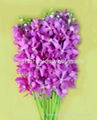 Thai orchids flower for sale 1