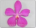 Thai orchids flower for sale 2