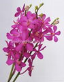 Thai orchids flower for sale 3