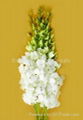 Fresh cut orchids flower wholesale,