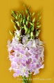 Fresh cut orchids flower wholesale,