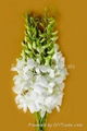 Fresh cut orchids flower wholesale, Dendrobium : Lervia White 1