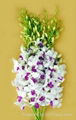 Fresh cut orchids flower wholesale