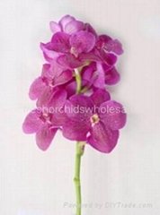 Fresh orchids flower