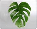 flower leaf