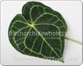 flower leaf   2