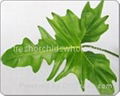 flower leaf   3