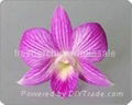 orchids flower for sale