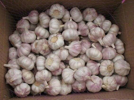 fresh regular white garlic