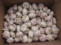 fresh regular white garlic 1