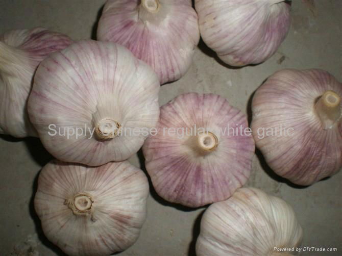 Fresh Normal White Garlic 2