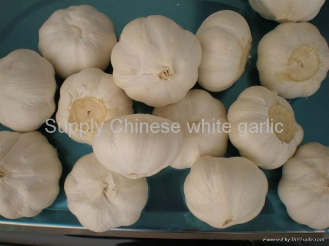 fresh white garlic 2