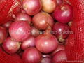 fresh red onions 1