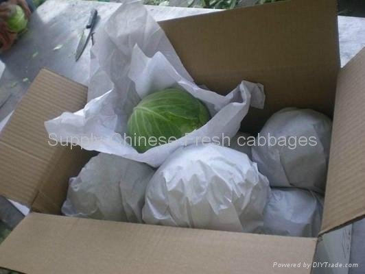 Fresh cabbages