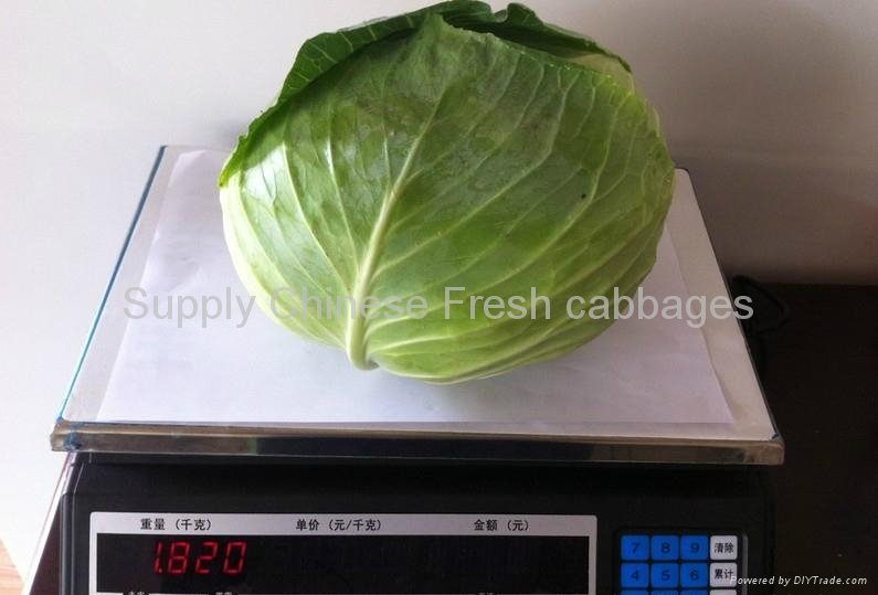 Fresh cabbages 2