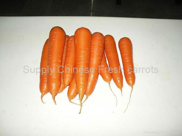 Fresh Carrots