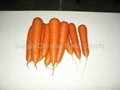 Fresh Carrots 1