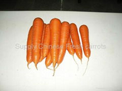 Fresh Carrots