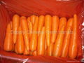 Fresh Carrots 2