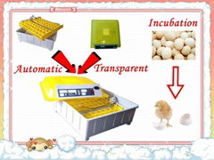 newest 48 eggs ce marked transparent automatic chicken egg incubator 