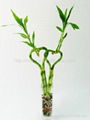 flower lucky bamboo(Dracaena sanderiana) plant for Indoor Decoration 4